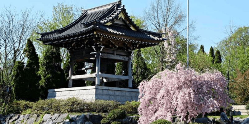 Japanischer Garten mit traditionellem Pavillon und blühenden Kirschbäumen in Hamburgs Park Planten un Blomen.